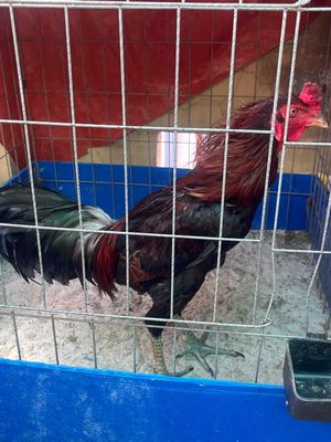 gà thái tơ chưa qua cựa. Mua bán Gà tại Quận 3 Tp Hồ Chí Minh được đăng bởi Trương Quốc Nghĩa