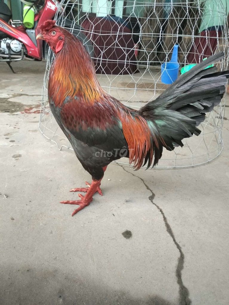 Siu mỹ 3k2 1x đâu trường