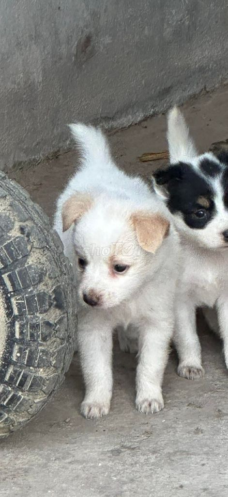 Chó lùn Nhật 2 tháng tuổi. Mua bán Chó tại Huyện Tuy Phước Bình Định được đăng bởi Lê Mỹ Duyên hình 1