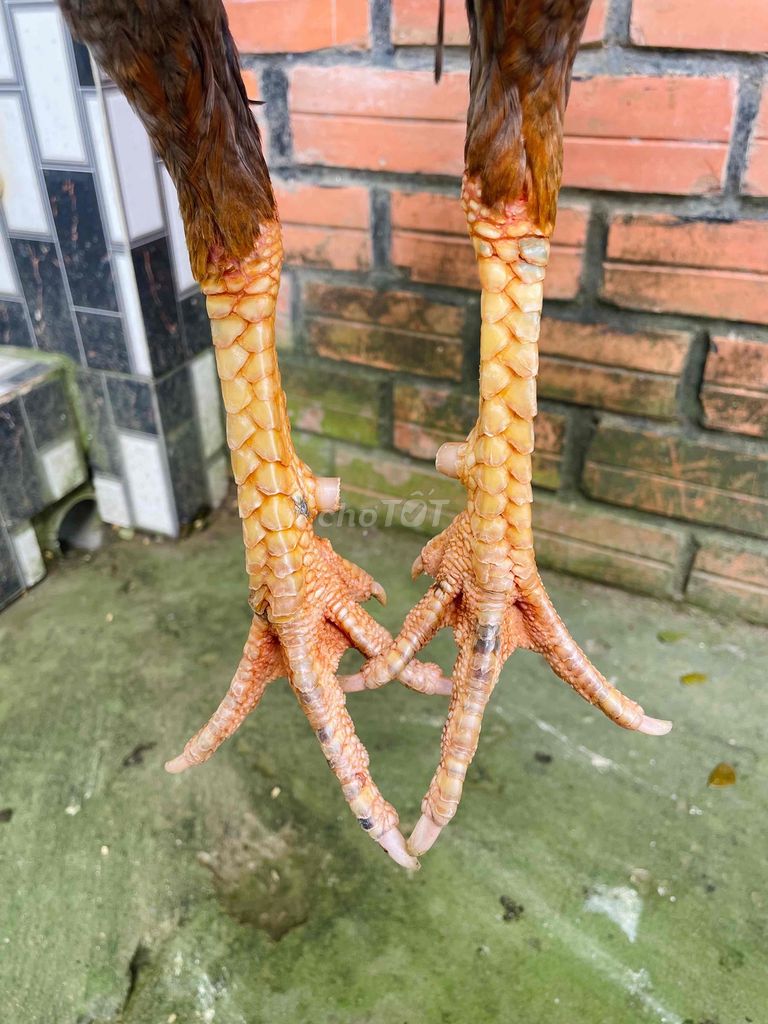 🐔 Mùa Lở Mới Dô. . 🐔 Hiện 3kg1. . Tay Tốt