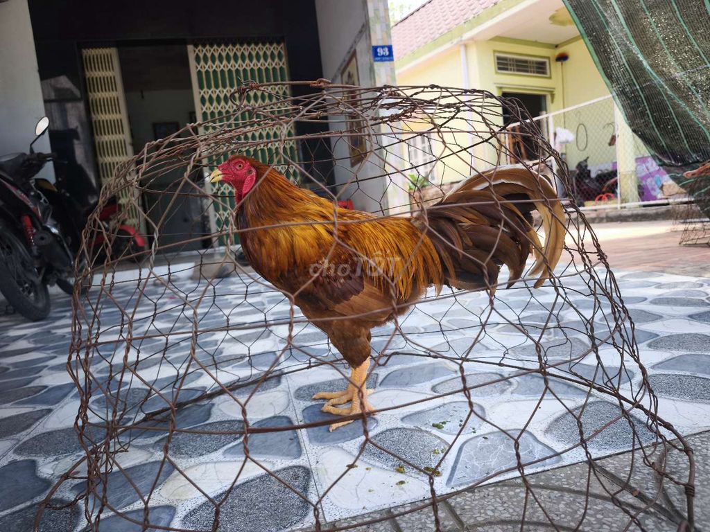 khét 3kg3. Mua bán Gà tại Huyện Châu Thành Đồng Tháp được đăng bởi Bán Gà Nè hình 1