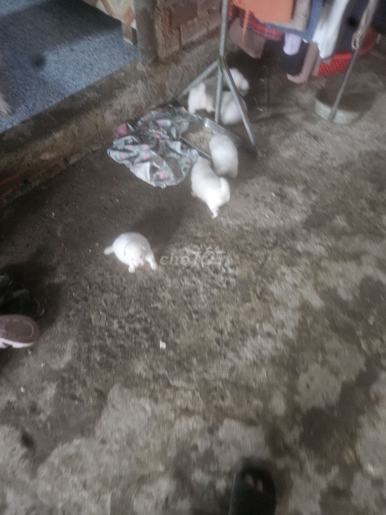 Chó Phốc Sóc Trắng. Mua bán Chó tại Huyện Cần Giờ Tp Hồ Chí Minh được đăng bởi catvan tran hình 1