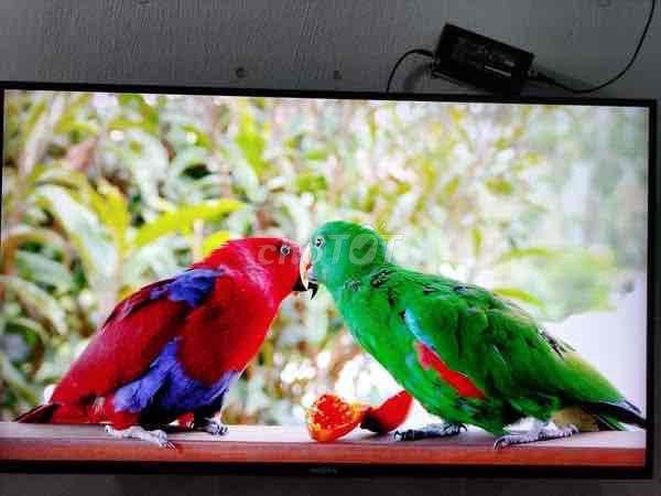 Pass smart Tivi Sony 43inch android wifi giong noi. Mua bán Tivi, Âm thanh tại Thành phố Thủ Đức Tp Hồ Chí Minh được đăng bởi Nguyen Hoang hình 1