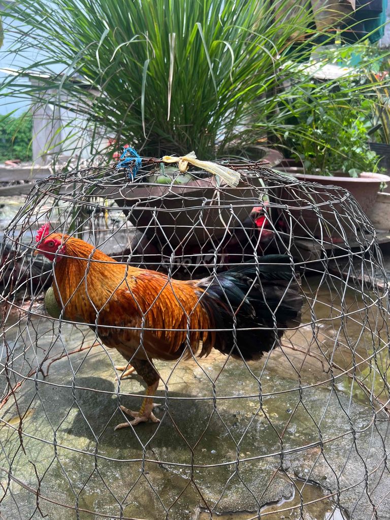 Cặp gà trống đang lớn