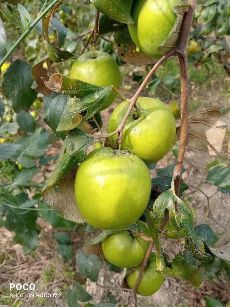 Cây giống Táo Thái Lan. Mua bán Đồ chuyên dụng, Giống nuôi trồng tại Huyện Sông Lô Vĩnh Phúc được đăng bởi Nhà vườn Ngọc Trang hình 1