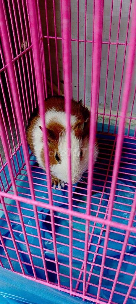 Chuột lang Nâu trắng. Mua bán Thú cưng khác tại Thành phố Thủ Đức Tp Hồ Chí Minh được đăng bởi ngọc huyền hình 1