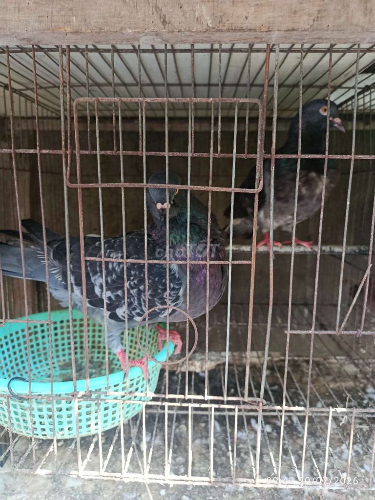 Gà lai Bồ câu khỏe mạnh đang nuôi con. Mua bán Chim tại Thành phố Biên Hòa Đồng Nai được đăng bởi quang ro hình 1