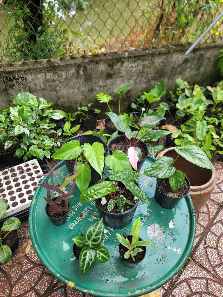 Combo cây cảnh nhiều màu. Mua bán Cây cảnh, đồ trang trí tại Quận Cái Răng Cần Thơ được đăng bởi gia dụng rẻ  hình 1