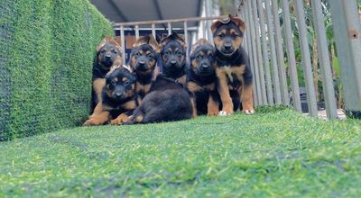 Chó Becgie con non đen vàng