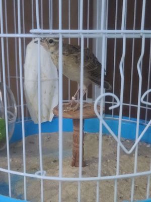 Sơn ca con đã tự mổ 01. Mua bán Chim tại Quận 10 Tp Hồ Chí Minh được đăng bởi Nguyen duy thien