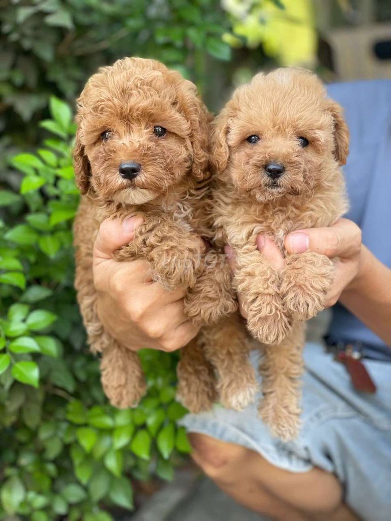 Chó Poodle cái 2 tháng đã tiêm. Mua bán Chó tại Thành phố Biên Hòa Đồng Nai được đăng bởi Nguyễn Hoàng hình 1