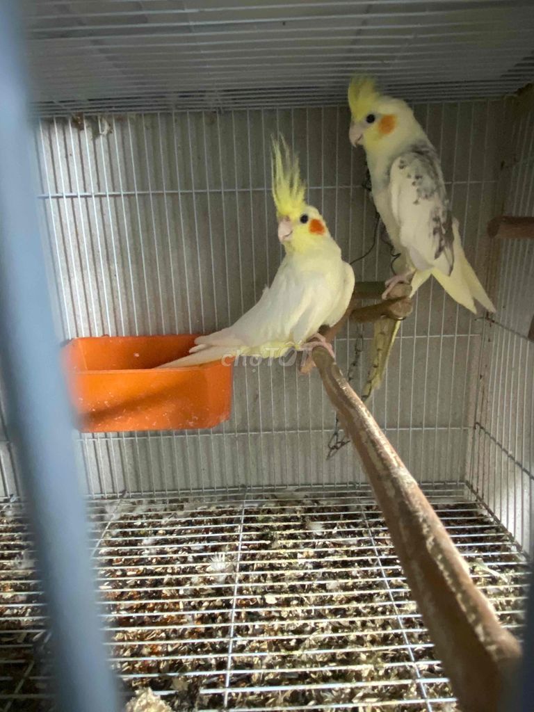 CẶP VẸT COCKATIEL SINH SAN