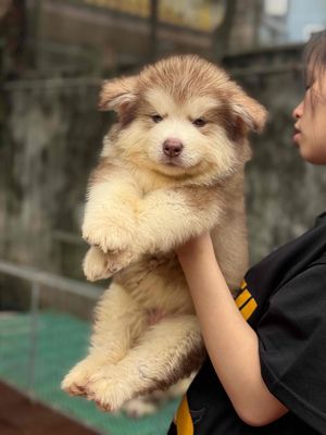 Chó Alaska hơn 50 ngày
