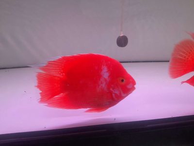 Cá cảnh King Kong Đỏ size Bàn tay