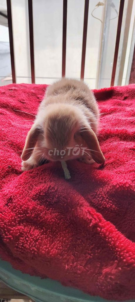 Thỏ Holland Lop Nâu Cái Hơn 1 tháng tuổi. Mua bán Thú cưng khác tại Quận Bình Tân Tp Hồ Chí Minh được đăng bởi gia kỳ hình 1