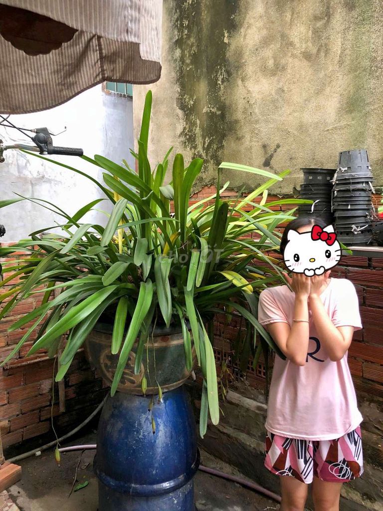 bán 1 cặp Hoa Lan Kiếm Vũ khổng lồ