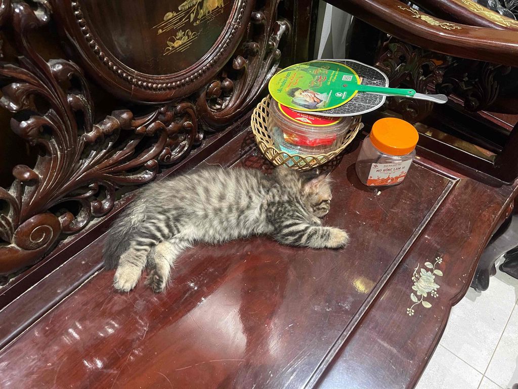 Mèo nga lai ald batu. Mua bán Mèo tại Quận Hoàn Kiếm Hà Nội được đăng bởi Huong hình 1