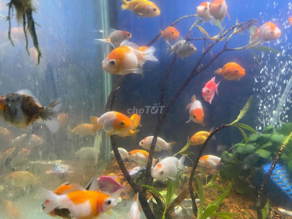 Cá Ping Pong Oranda và Ranchu size 1 ngón