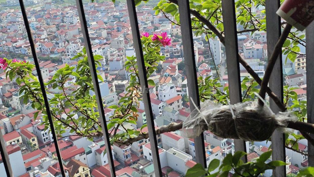 Cây cảnh Hoa giấy Mỹ tím hồng. Mua bán Cây cảnh, đồ trang trí tại Quận Đống Đa Hà Nội được đăng bởi Trọng hình 1
