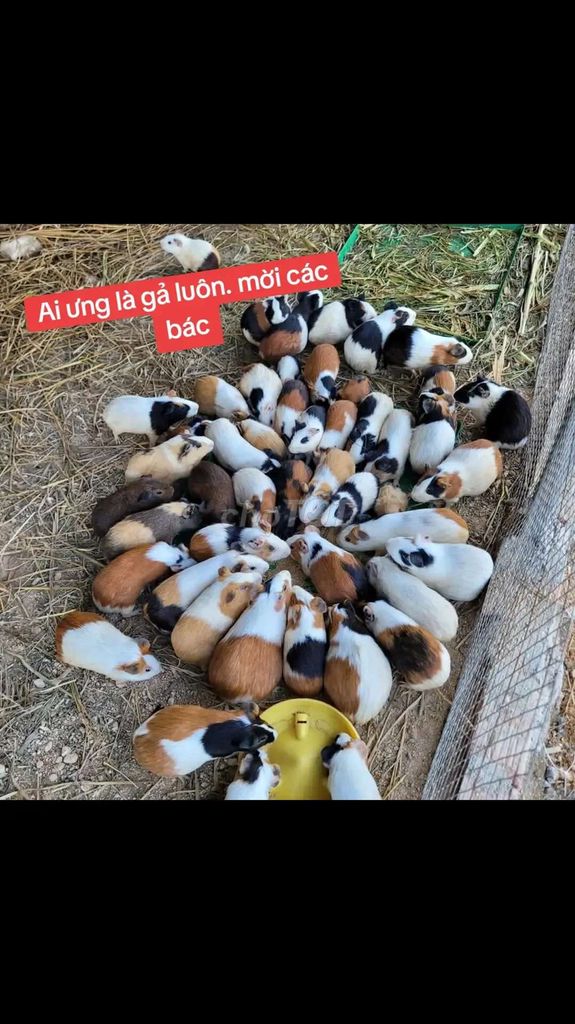 Chuột lang , bọ ú nhiều màu Cả hai. Mua bán Thú cưng khác tại Thành phố Vinh Nghệ An được đăng bởi Jack hình 1