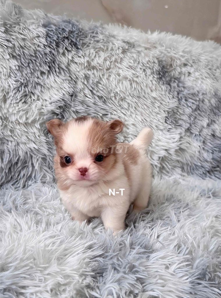 Chó Chihuahua lông dài Chocco meler đã tiêm. Mua bán Chó tại Quận Bình Tân Tp Hồ Chí Minh được đăng bởi Kyn hình 1