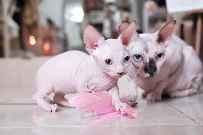 Mèo Sphynx Ai Cập đực 2.5 tháng