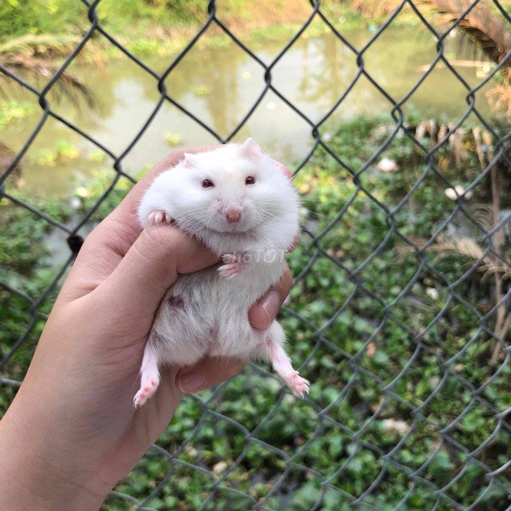Chuột Hamster Winter White Trắng. Mua bán Thú cưng khác tại Quận Cái Răng Cần Thơ được đăng bởi Hammie Heamster hình 1