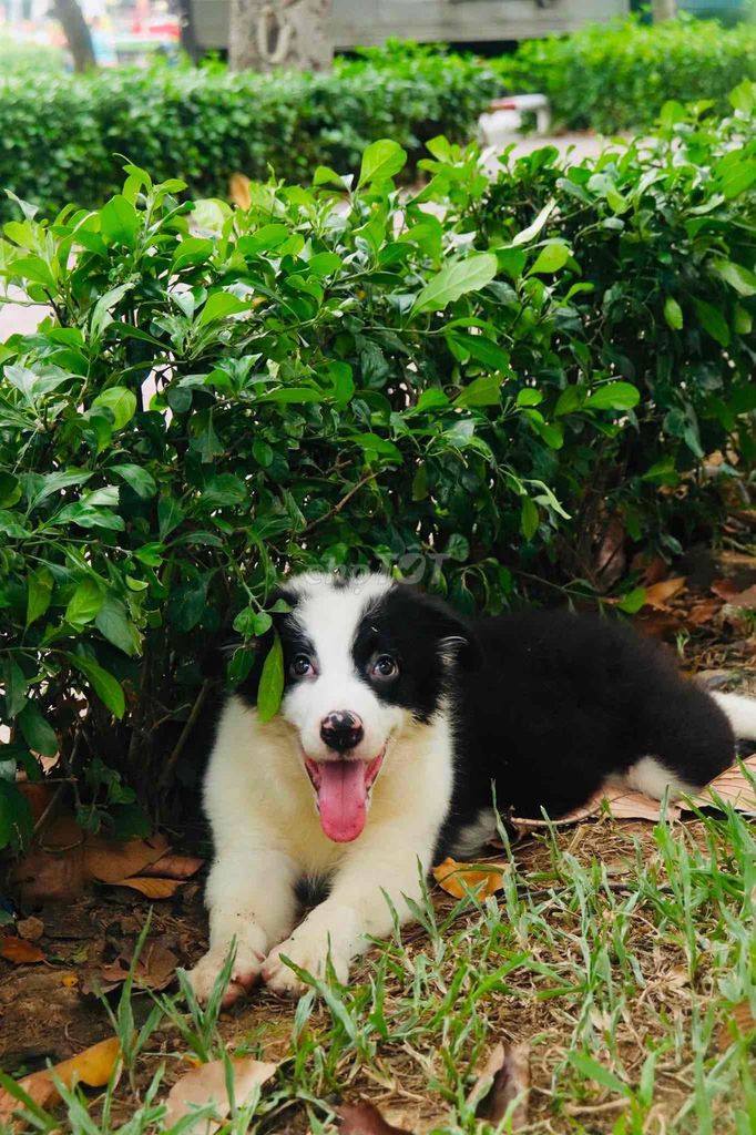 Chó Border Collie đen trắng 3 tháng đã tiêm phòng. Mua bán Chó tại Quận Bình Thạnh Tp Hồ Chí Minh được đăng bởi Ánh Dương hình 1