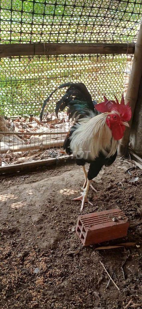 Gà chuối Mỹ lai việt 2.7kg. Mua bán Gà tại Thị xã Bình Minh Vĩnh Long được đăng bởi Nam Tran hình 1