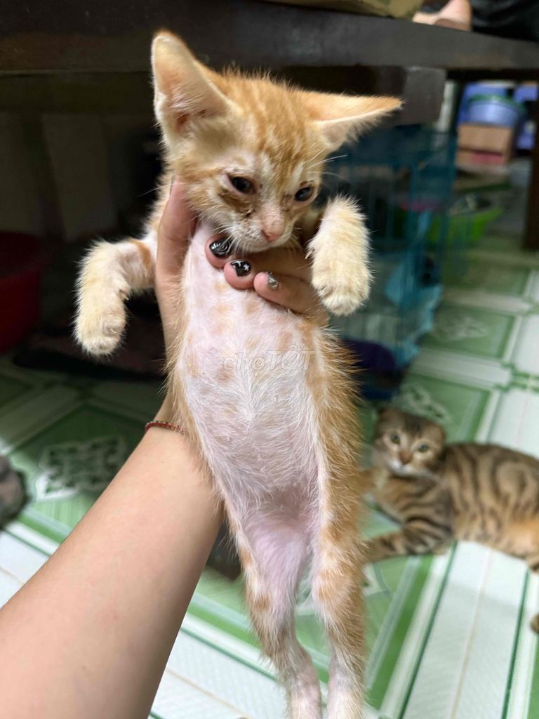 Mèo con 1,5t. Mua bán Mèo tại Huyện Hóc Môn Tp Hồ Chí Minh được đăng bởi Bảo Ngọc hình 1