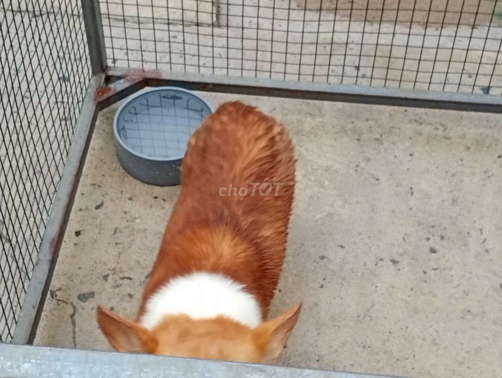 Chó Corgi cái chưa sinh sản. Mua bán Chó tại Thành phố Tân An Long An được đăng bởi Nhân Rottweiler  hình 1