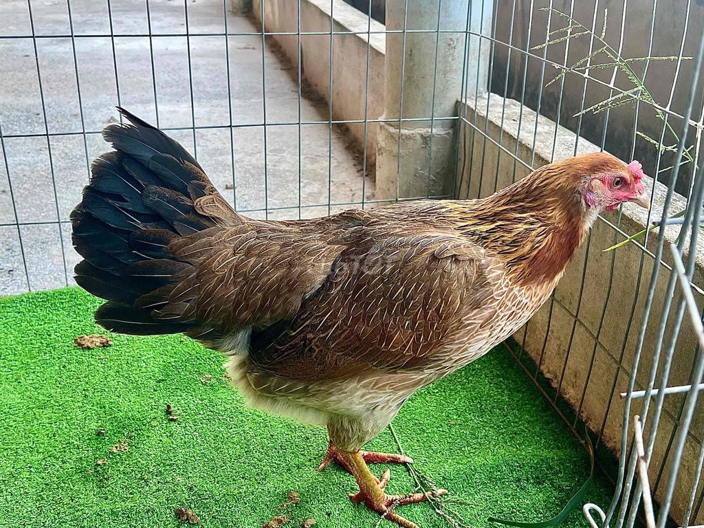 Gà mái vàng chân xanh 2.1kg. Mua bán Gà tại Huyện Ba Tri Bến Tre được đăng bởi Trần Lâm hình 1