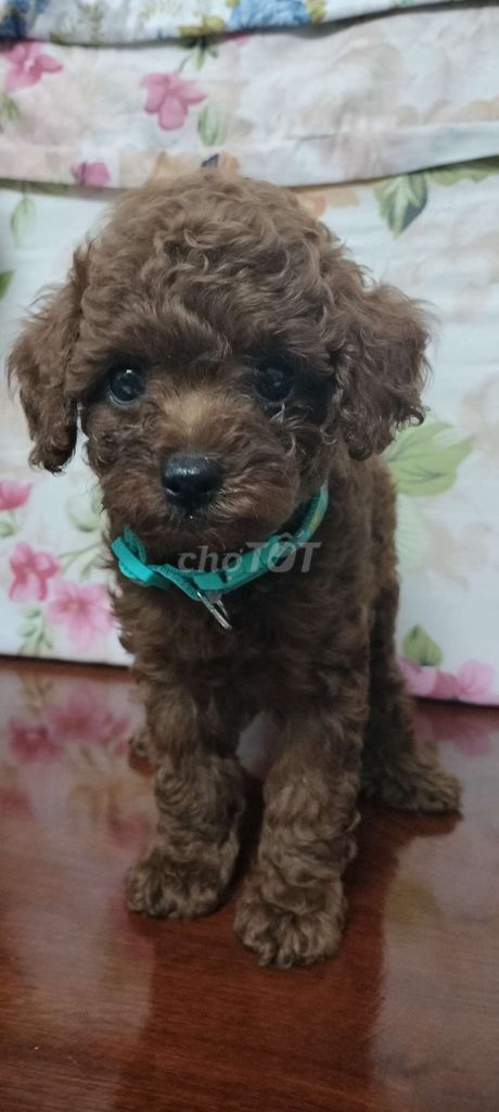 Chó Poodle cái 2 tháng đã tiêm. Mua bán Chó tại Huyện Cần Giuộc Long An được đăng bởi Bạch Tuyết hình 1
