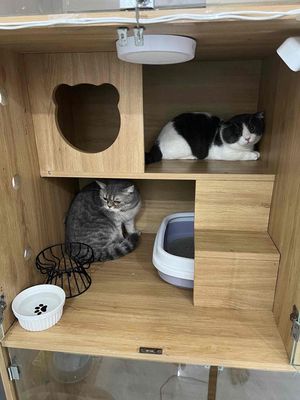 Hotel cho mèo 60k / ngày. Mua bán Phụ kiện, Thức ăn, Dịch vụ tại Quận 8 Tp Hồ Chí Minh được đăng bởi Tuyền Đoàn