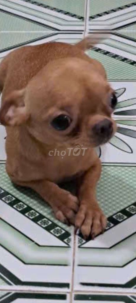 Chihuahua Vàng