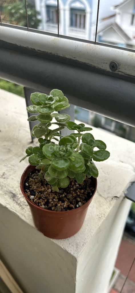 Cây cảnh nhựa Xanh lá. Mua bán Cây cảnh, đồ trang trí tại Quận 7 Tp Hồ Chí Minh được đăng bởi Bui Thi Minh Thu hình 1