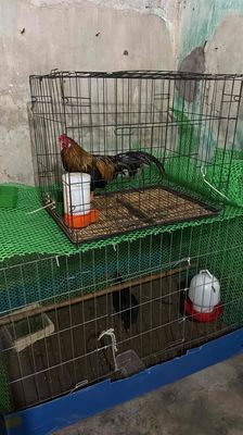 Gà tre bắc Cổ màu tía. Mua bán Gà tại Huyện Quỳnh Phụ Thái Bình được đăng bởi Hậu Chíp