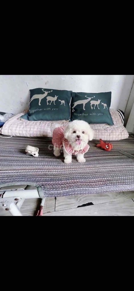 Poodle thuần tyni chân lùn mõm ngắn (chó nhà ss). Mua bán Chó tại Quận Gò Vấp Tp Hồ Chí Minh được đăng bởi Quốc  hình 1