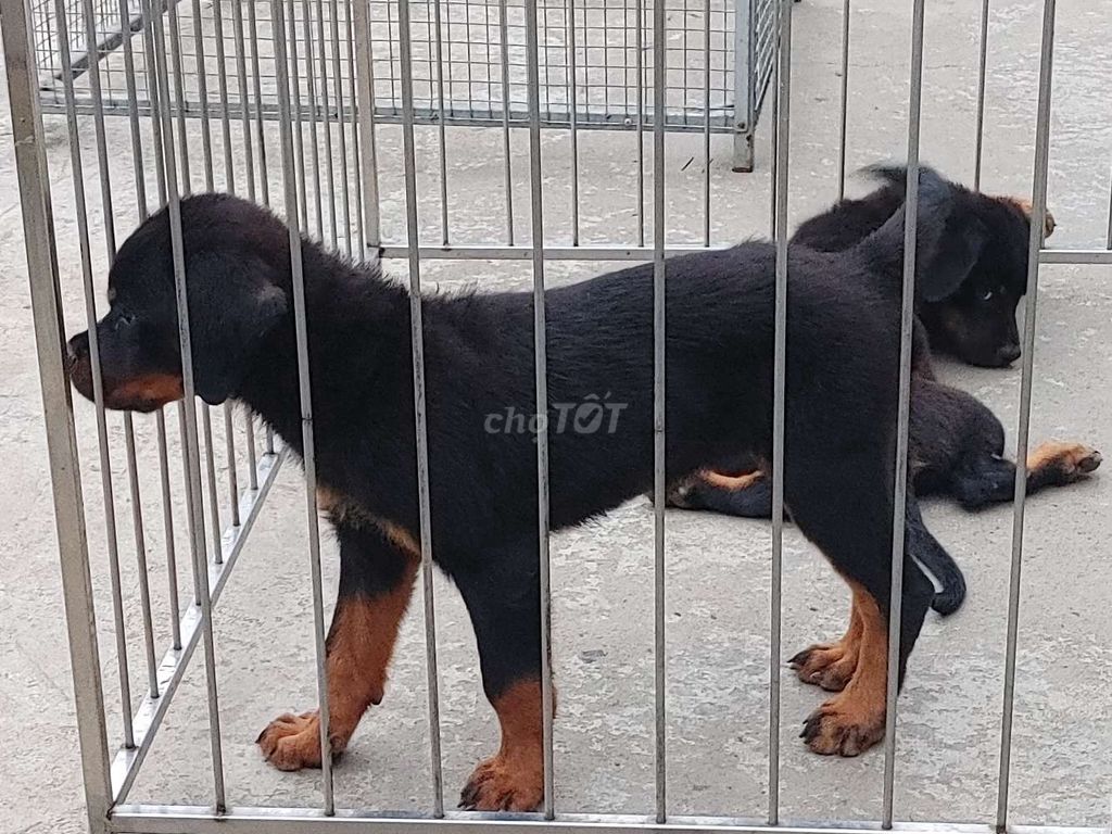 Rottweiler Baby.. Mua bán Chó tại Thành phố Phan Thiết Bình Thuận được đăng bởi Nhân Rottweiler  hình 1