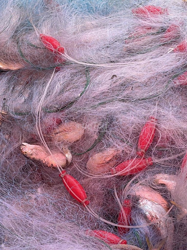 Tôm thẻ 1kg. Mua bán Đồ ăn, thực phẩm và các loại khác tại Thành phố Vũng Tàu Bà Rịa - Vũng Tàu được đăng bởi Nguyễn Hồng Sơn  hình 1