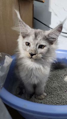 Mèo Maine Coon Silver Cái 2 tháng 1 mũi