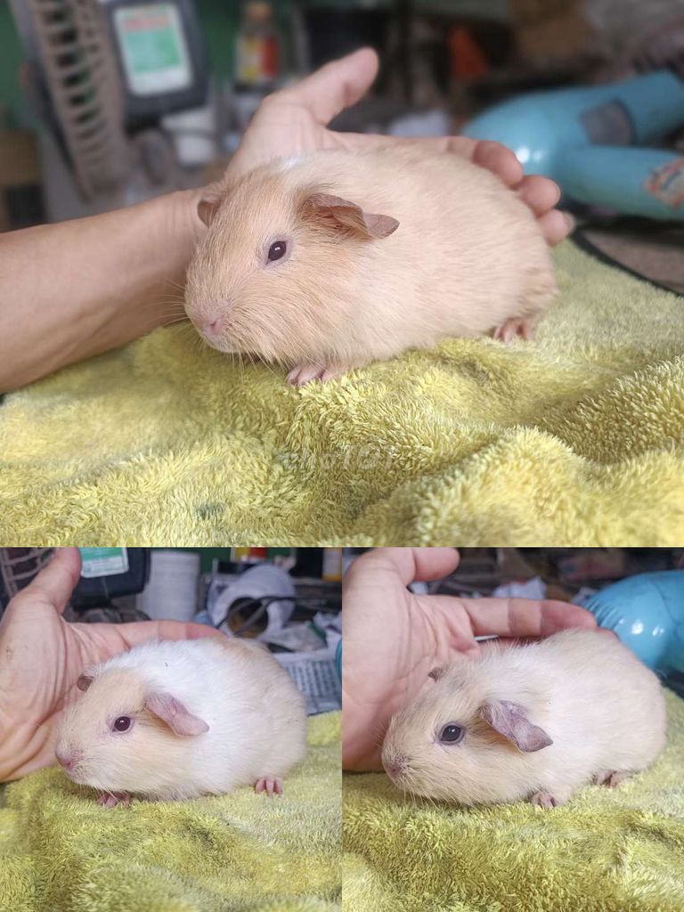 Bọ ú Ame Vàng kem 1 tháng. Mua bán Thú cưng khác tại Thị xã Tân Uyên Bình Dương được đăng bởi FT Pet Shop hình 1