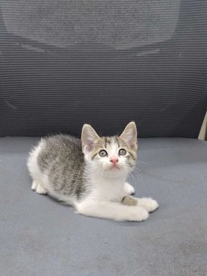 Mèo anh lông ngắn. Mua bán Mèo tại Quận Đống Đa Hà Nội được đăng bởi Văn Cường