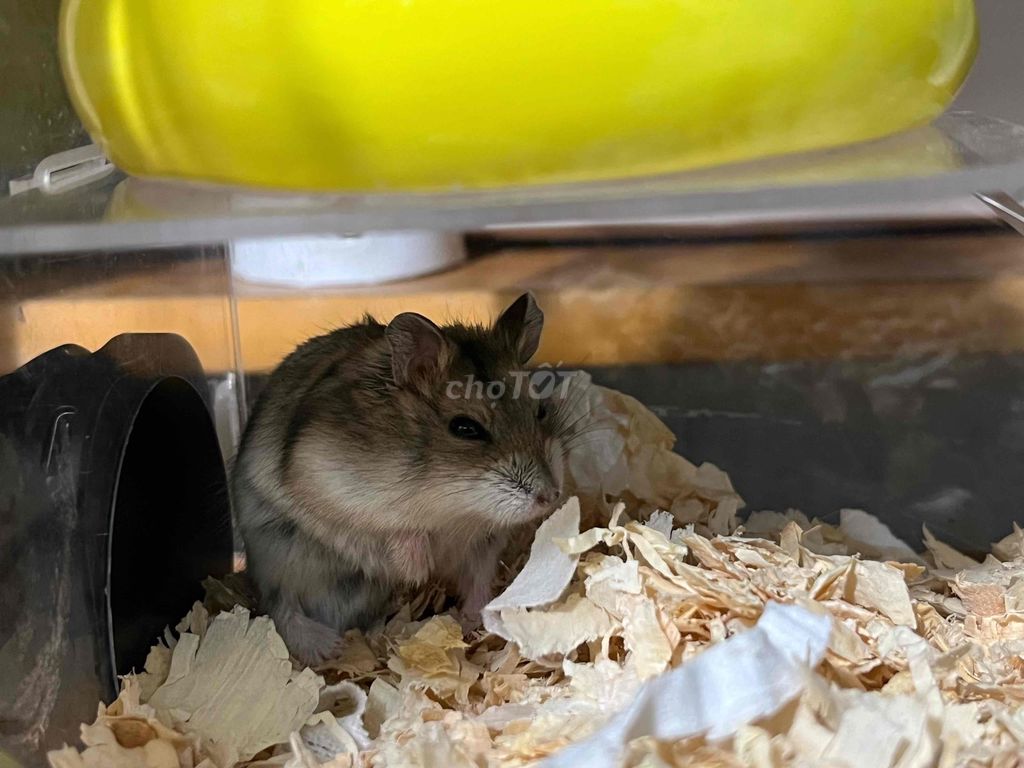 Chuột Hamster nhỏ Nâu xám. Mua bán Thú cưng khác tại Thành phố Cam Ranh Khánh Hòa được đăng bởi Hoàng Hoàng hình 1