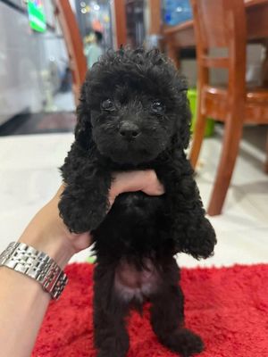 Chó Poodle Tini 4 tháng Đen