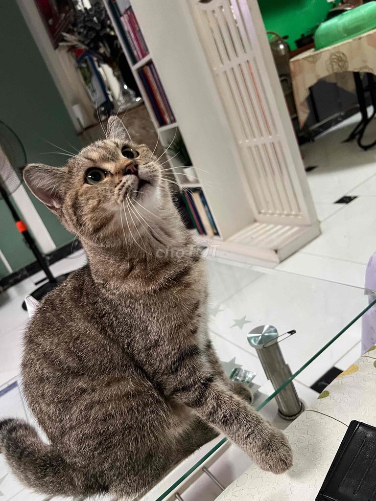 Mèo anh. Mua bán Mèo tại Quận Tân Phú Tp Hồ Chí Minh được đăng bởi Khoa Trần hình 1