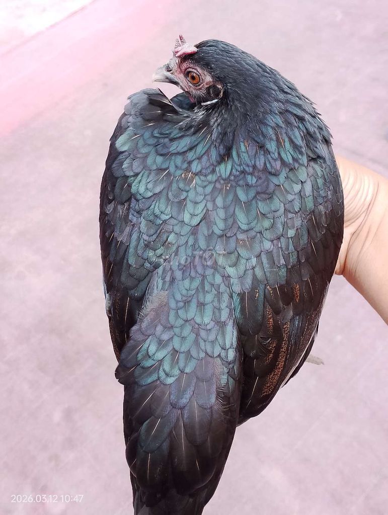 mái tre bắt, bán hoặc GL. Mua bán Gà tại Huyện Châu Thành Bến Tre được đăng bởi Phát  hình 1