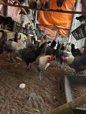 Gà Ai Cập 2 lạng Đen trắng