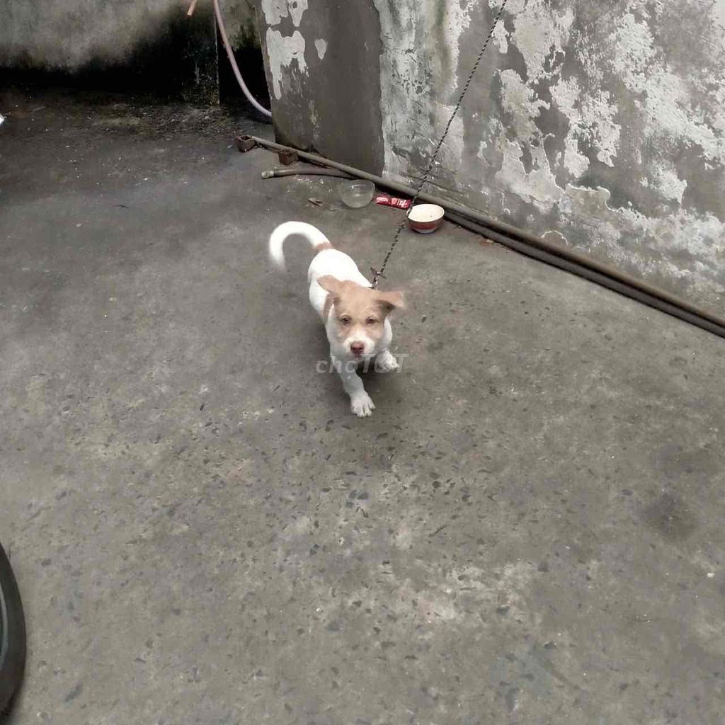 Chó Trắng Nâu. Mua bán Chó tại Huyện Hóc Môn Tp Hồ Chí Minh được đăng bởi Thu Uyên hình 1