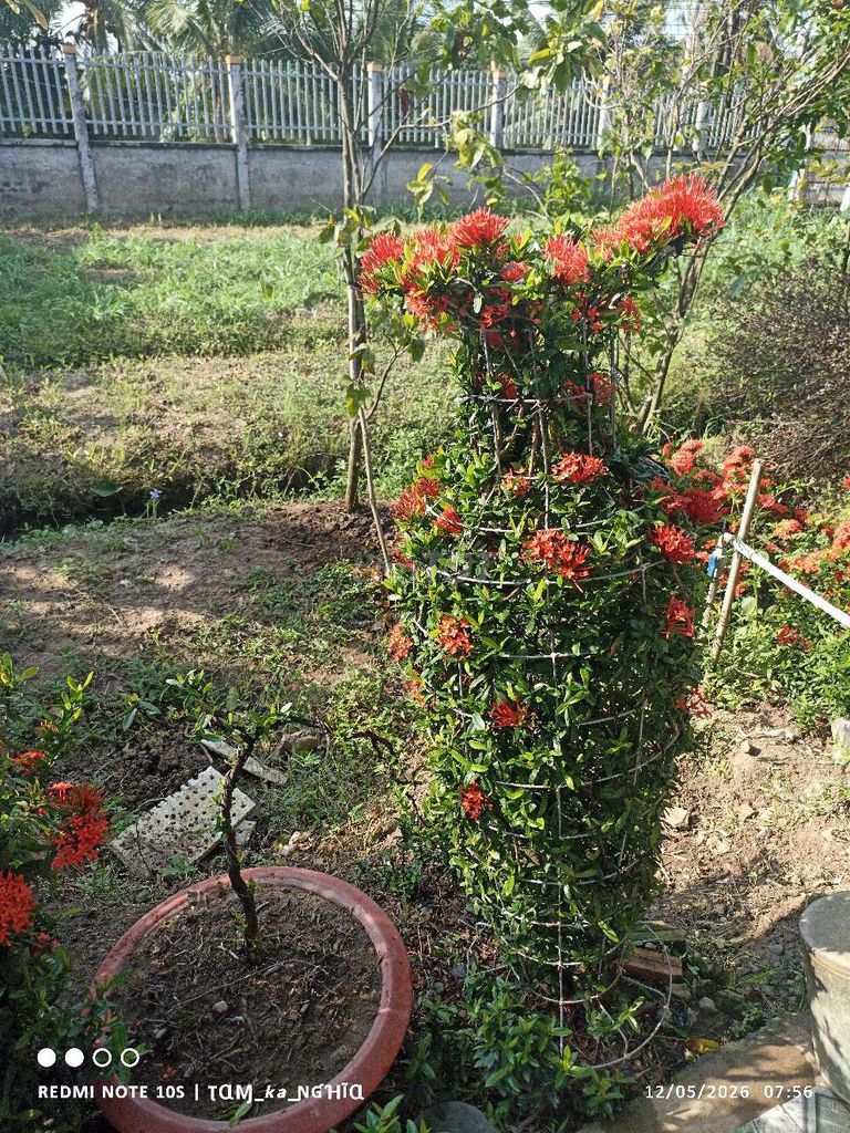 Cây cảnh Mẫu đơn Đỏ 1 cặp. Mua bán Cây cảnh, đồ trang trí tại Huyện Chợ Gạo Tiền Giang được đăng bởi TAM KA  hình 1